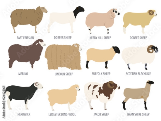 Picture of 126625167