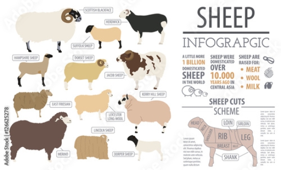 Picture of 126625278