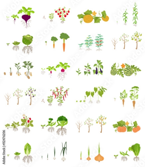 Picture of 112476206