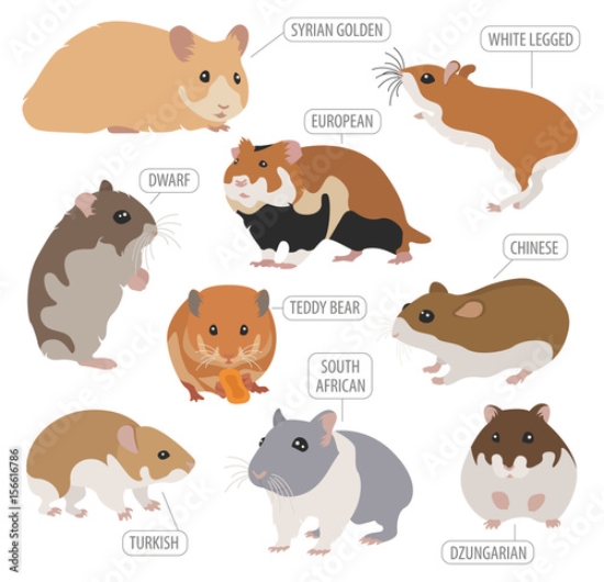 Picture of 156616786