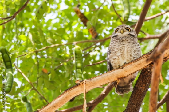 Picture of 100817909