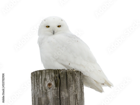 Picture of 133782904