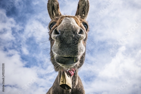 Picture of 113251338