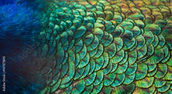 Picture of 147871845