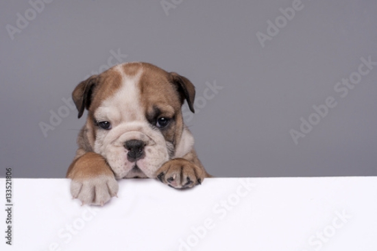 Picture of 133521806