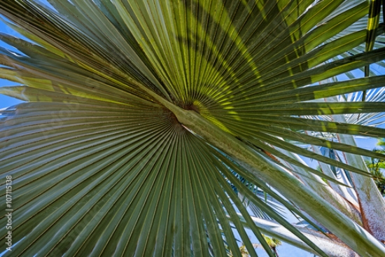 Picture of 107115138