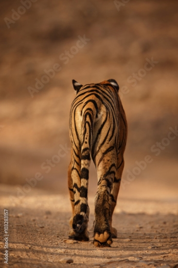 Picture of 103283157