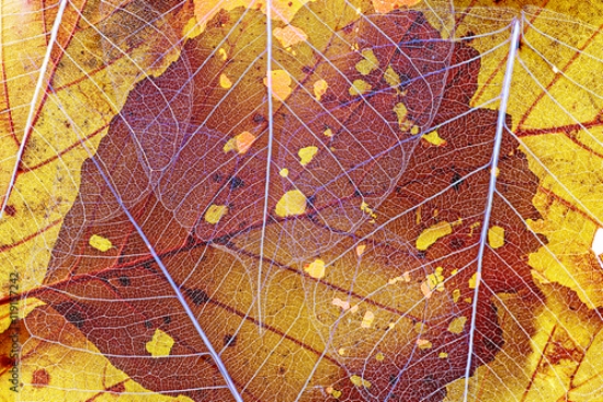 Picture of 119157242