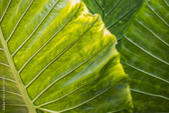 Picture of 107240635