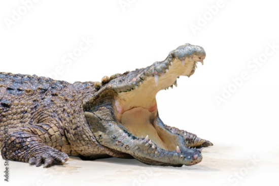 Picture of 118290475