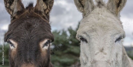 Picture of 136111481