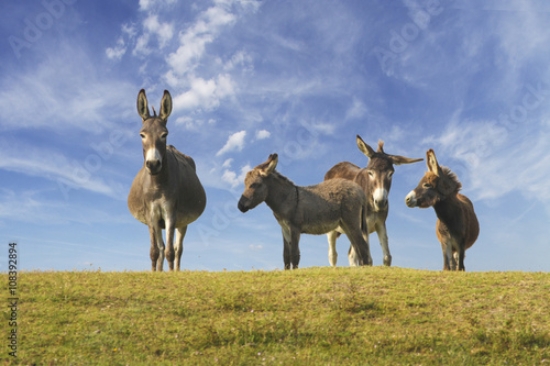 Picture of 108392894