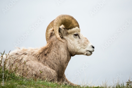 Picture of 143482289