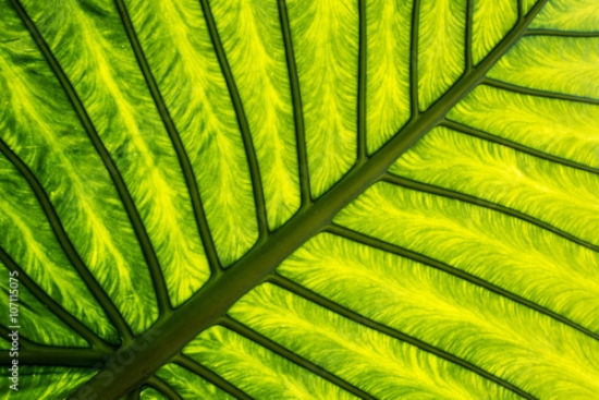 Picture of 107115075