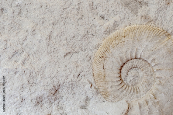 Picture of 102744709