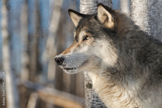 Picture of 146285268