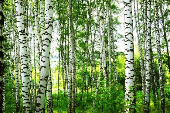 Picture of 133329922