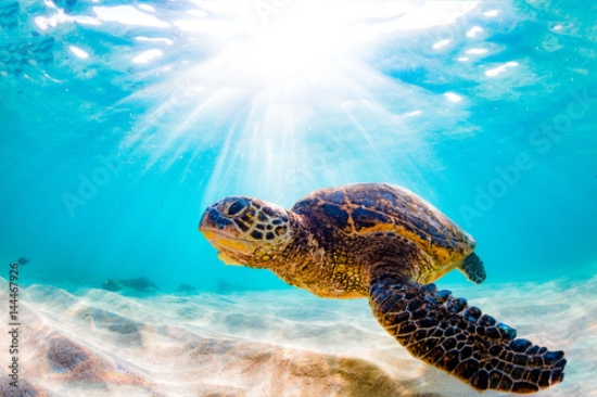 Picture of 144467926