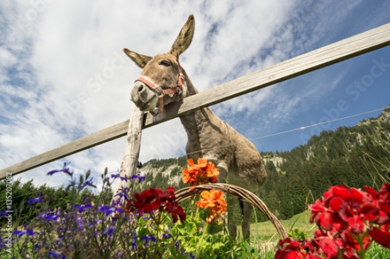 Picture of 135207082