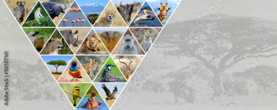 Picture of 116587161