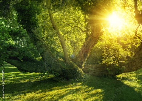 Picture of 120795553