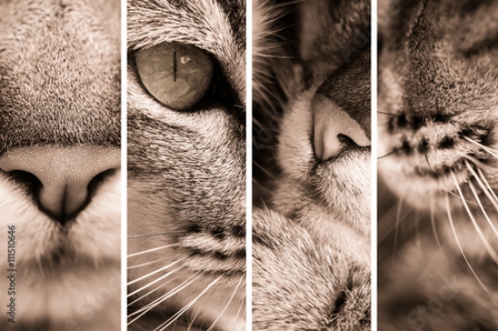 Picture of 111510646