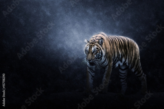 Picture of 157118290