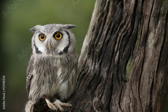 Picture of 121148358