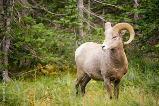 Picture of 121764783