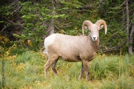 Picture of 121769055