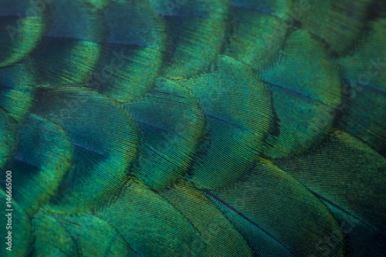 Picture of 146665000