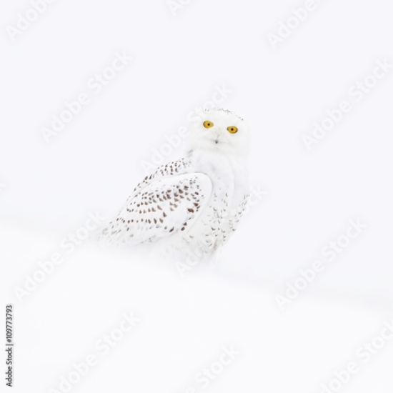 Picture of 109773793