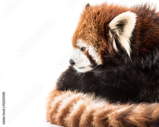 Picture of 122055081