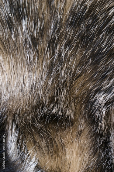 Picture of 141630545