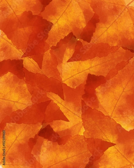 Picture of 102389680