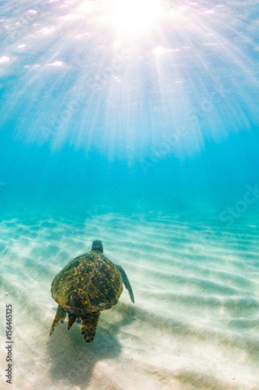 Picture of 156465125