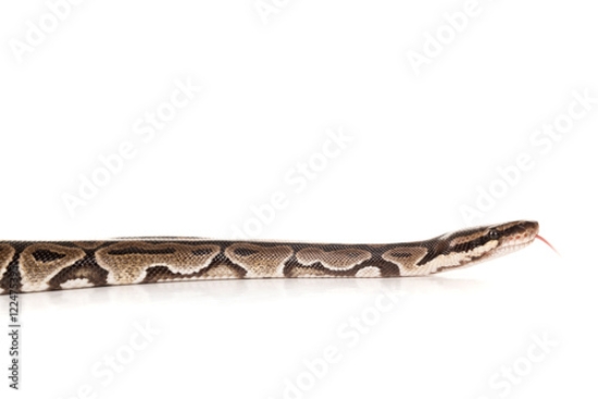 Picture of 122475395