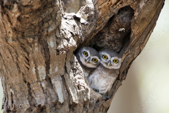 Picture of 133501491