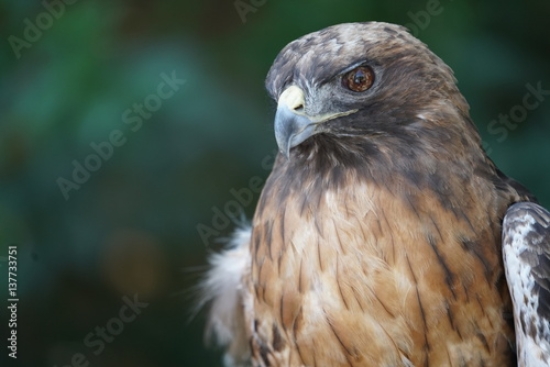 Picture of 137733751