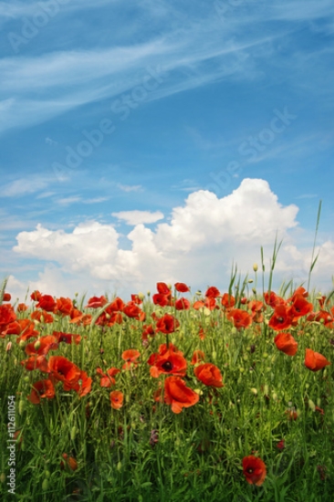 Picture of 112611054