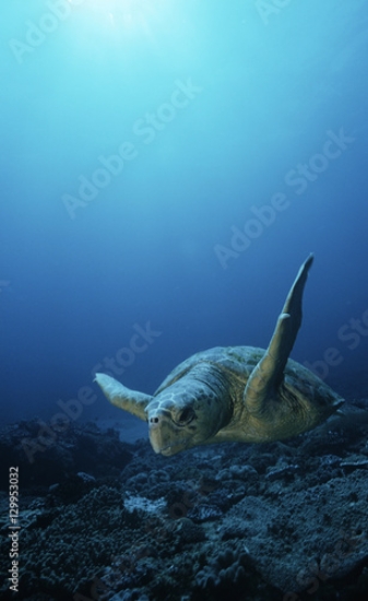 Picture of 129953032