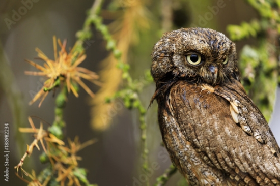 Picture of 188982234